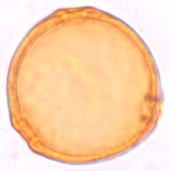 pubescens